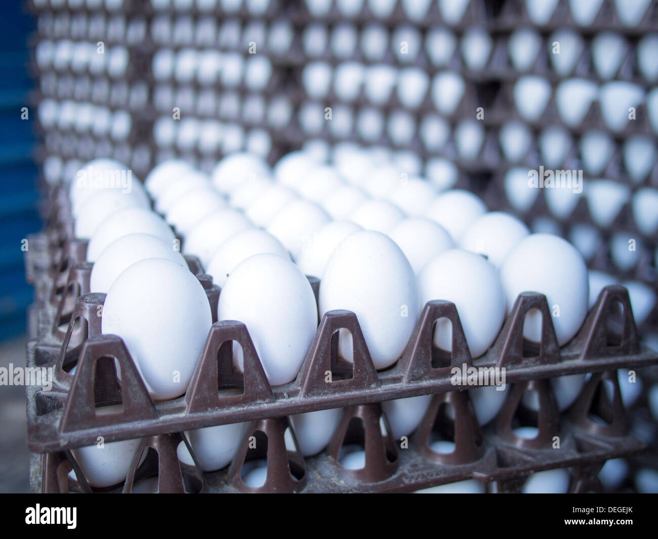 Eggs get stacked in crates in Bangalore, Karnataka, India. Stock Photo