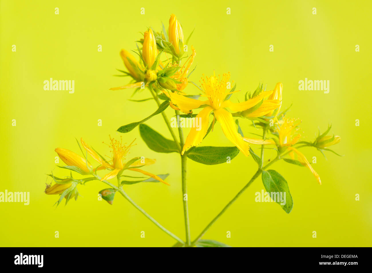 St John's wort, Hypericum perforatum, horizontal portrait of flowers with out of focus background. Stock Photo