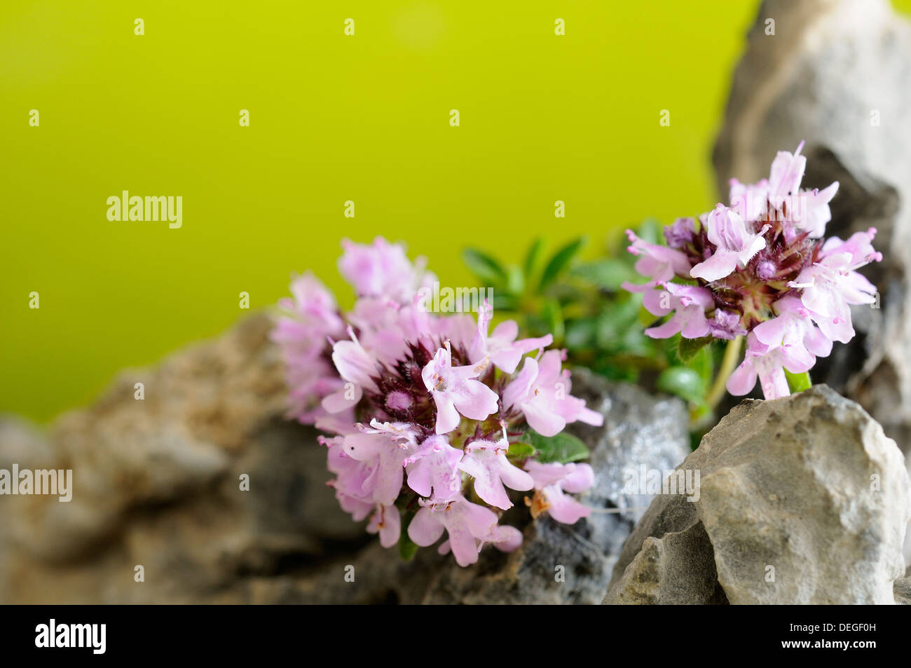 Horizontal portrait of thyme, Thymus praecox, flowers with out focus background. Stock Photo