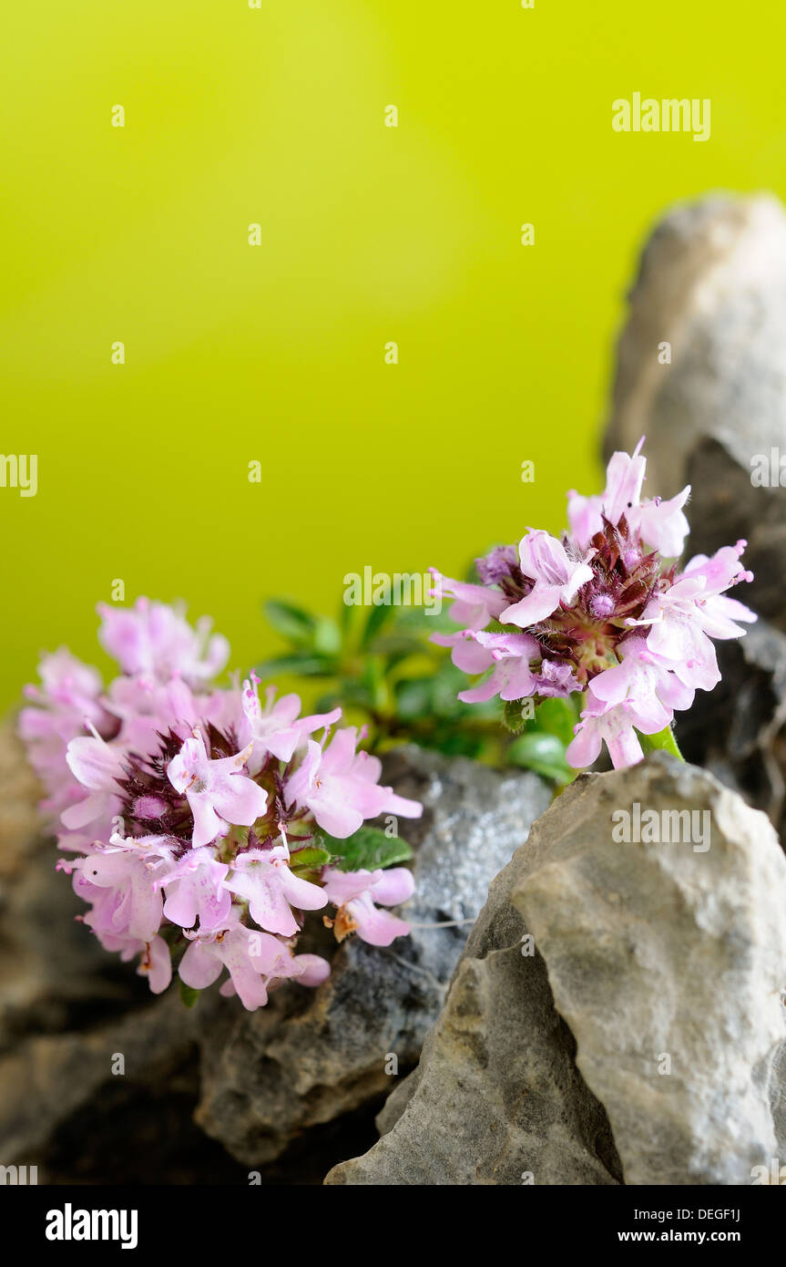 Vertical portrait of thyme, Thymus praecox, flowers with out focus background. Stock Photo