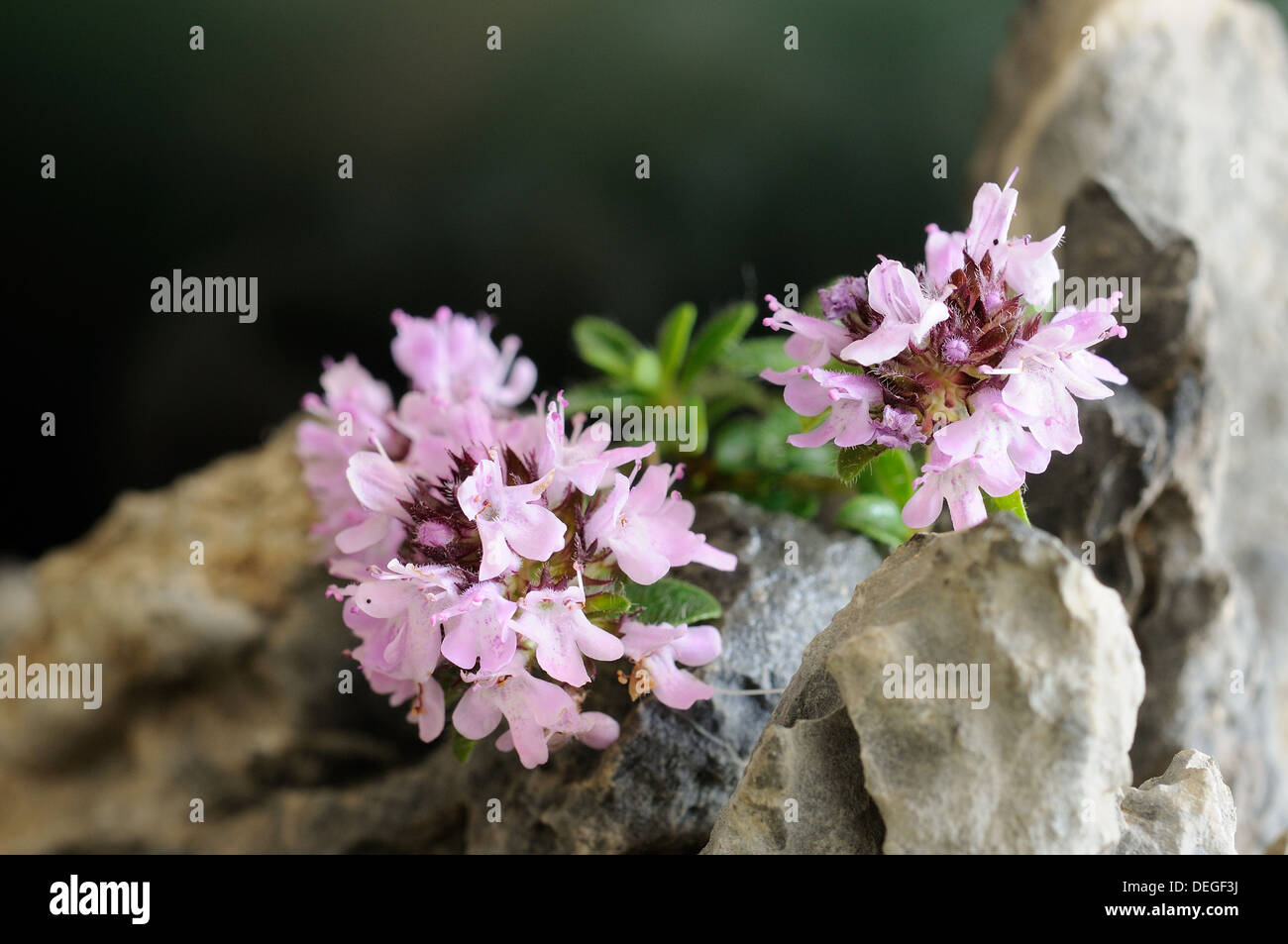 Horizontal portrait of thyme, Thymus praecox, flowers with out focus background. Stock Photo