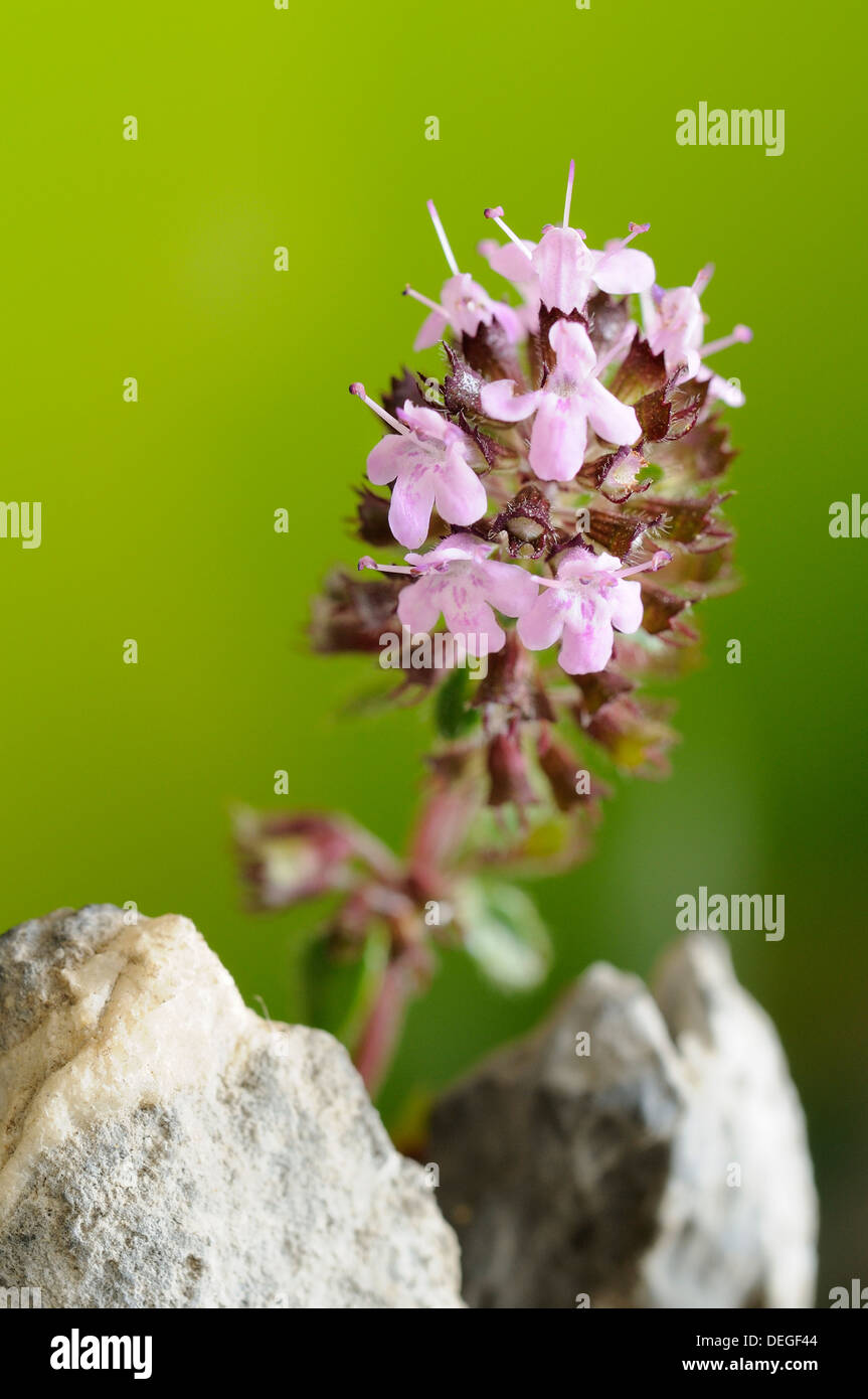 Vertical portrait of thyme, Thymus praecox, flowers with out focus background. Stock Photo