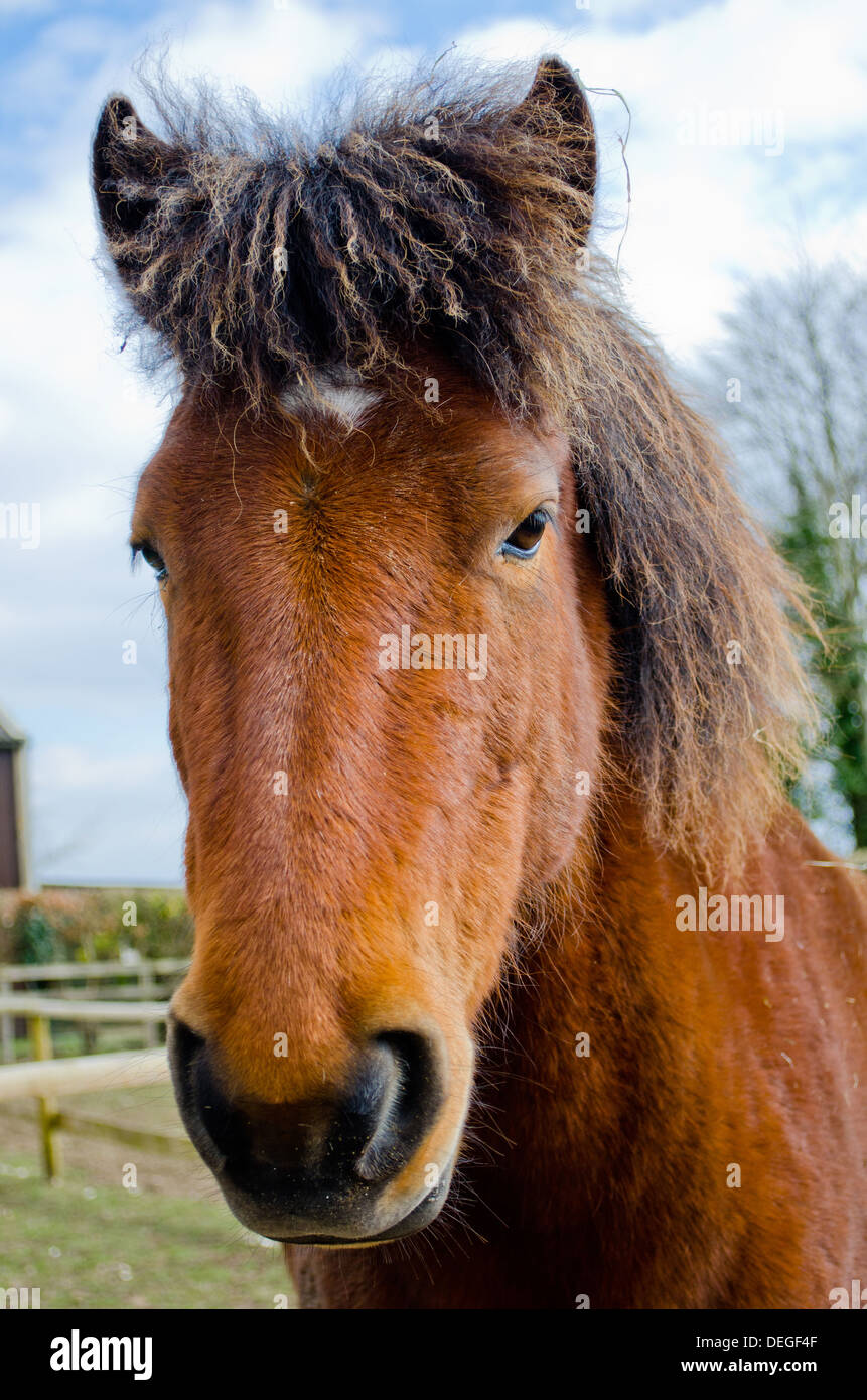 Gentle looking Horse Stock Photo Alamy