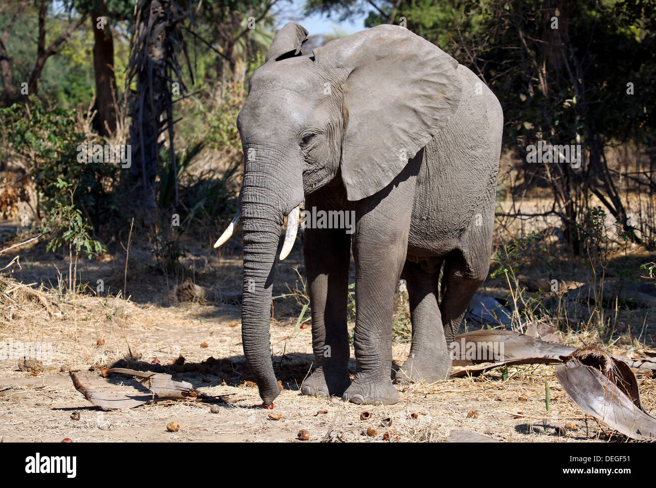 elephant at Lower Zambezi National Park, Zambia Stock Photo