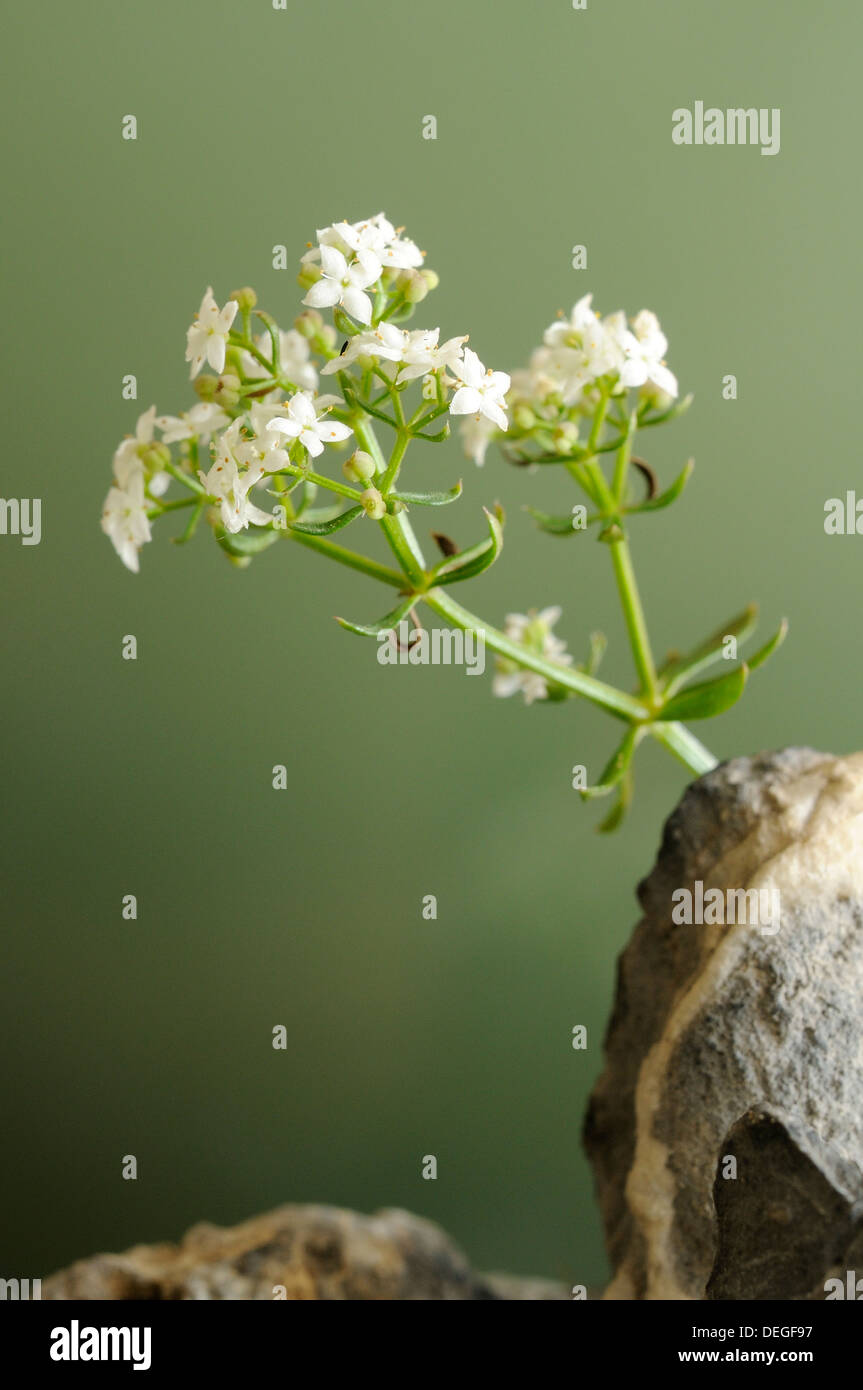 Slender Bedstraw, Galium pumilum, portrait of flowers with out focus background. Stock Photo
