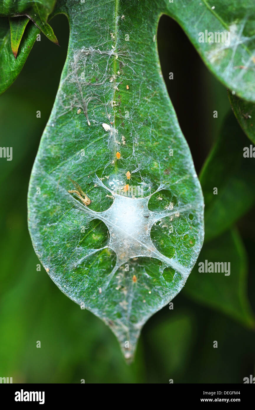 Baby Spider on Leaf Stock Photo
