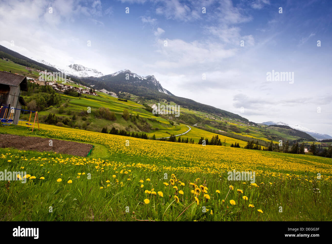 Yellow flowers in bloom in the valley, Zurich, Switzerland Stock Photo