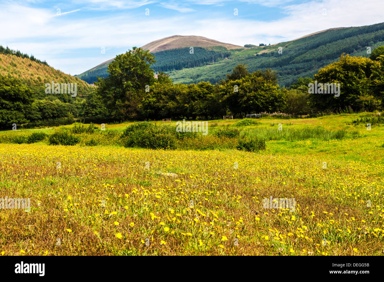 A field of wildflowers in the Brecon Beacons near the Talybont Reservoir. Stock Photo