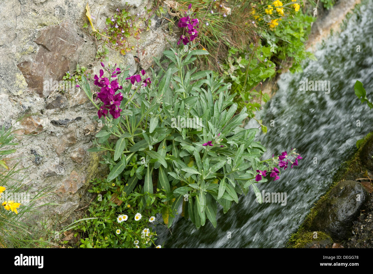 Hoary stock, Matthiola incana, flowering with other vegetation on the cliffs at Beer Beach in Devon Stock Photo