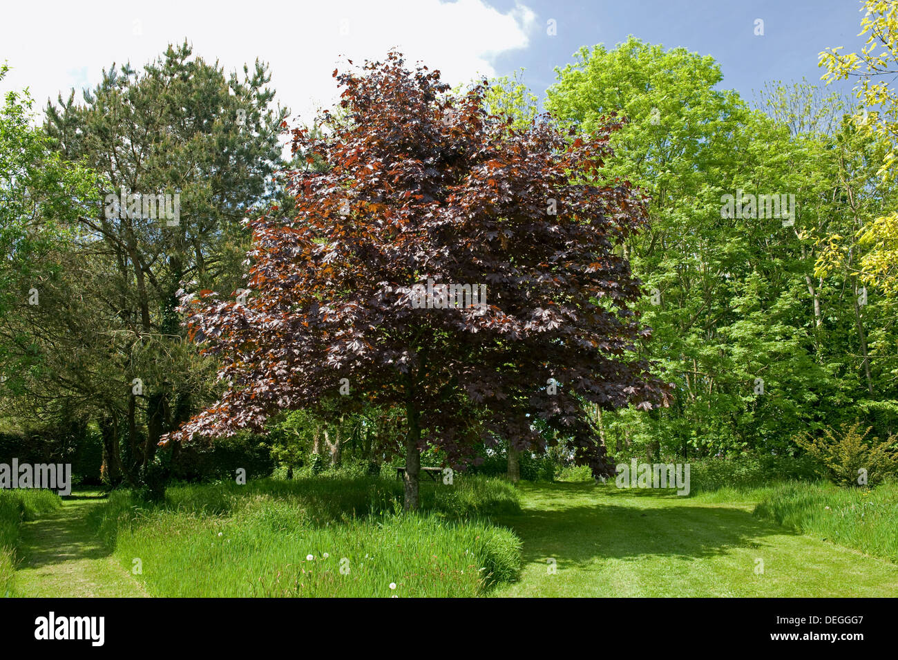 A red Acer maple Crimson King in young leaf in a wildlife garden and woodland Stock Photo