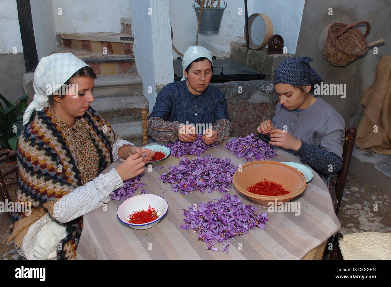 Consuegra, Extracting saffron flower stigmas, Saffron Rose festival