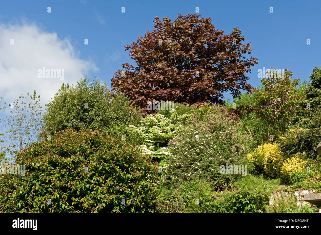 Various colours of young foliage on trees and shrubs in an English country garden in spring Stock Photo