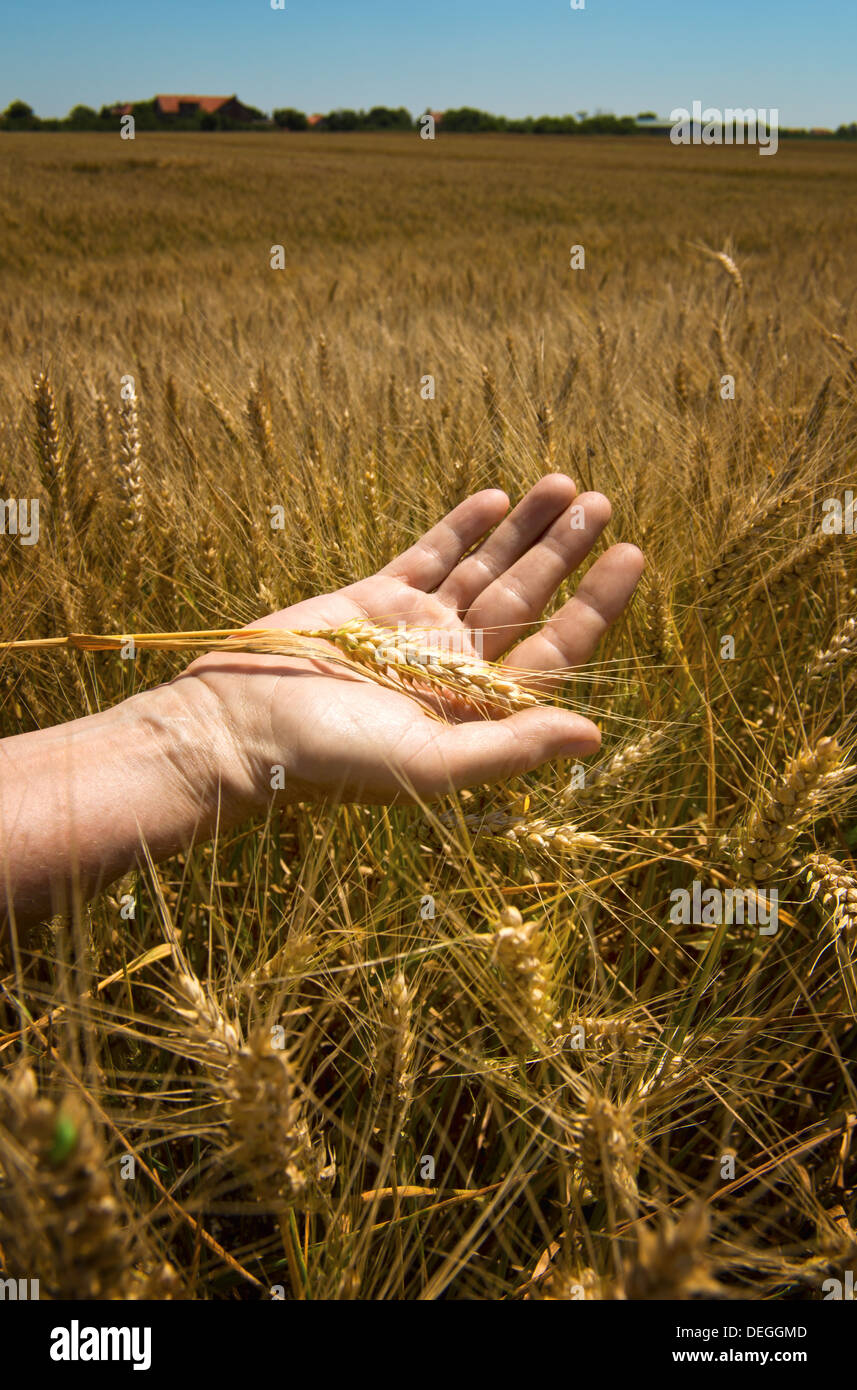 Wheat ears in the hand. Harvest concept Stock Photo