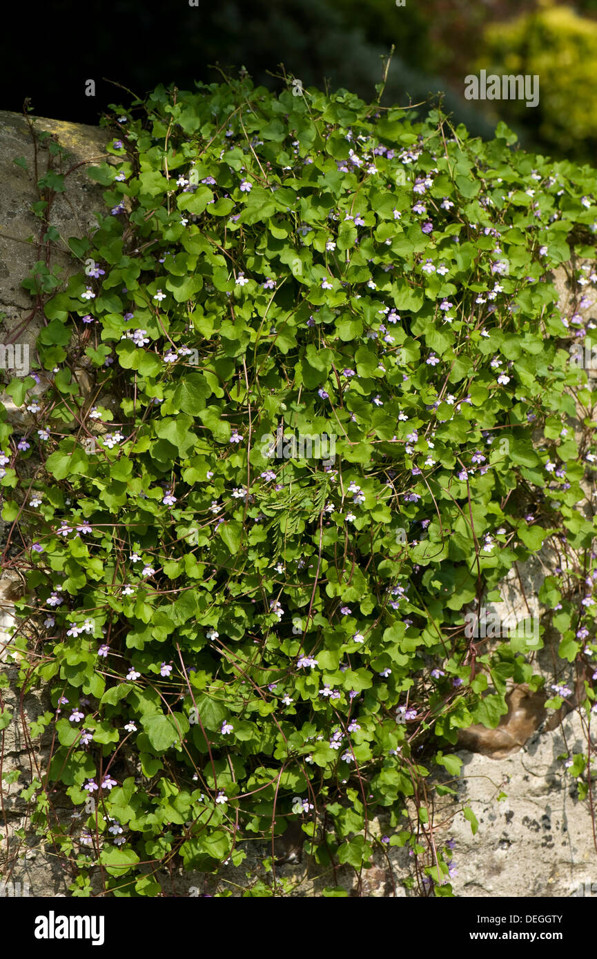 Ivy-leaved toadflax, Cymbalaria muralis, flowering on a stone wall Stock Photo