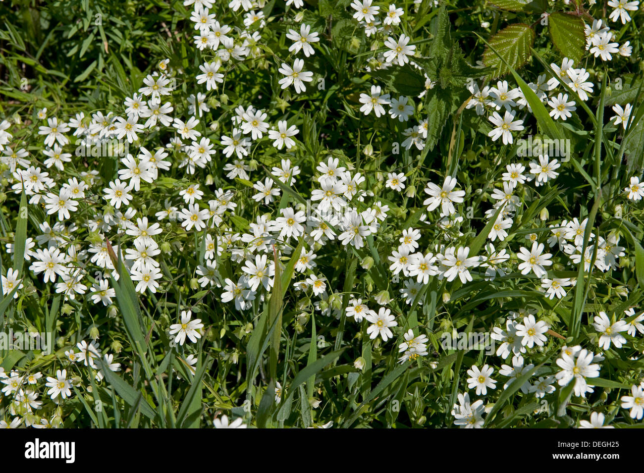Greater stitchwort, Stellaria holostea, white flowers along a cliff path in springtime Stock Photo