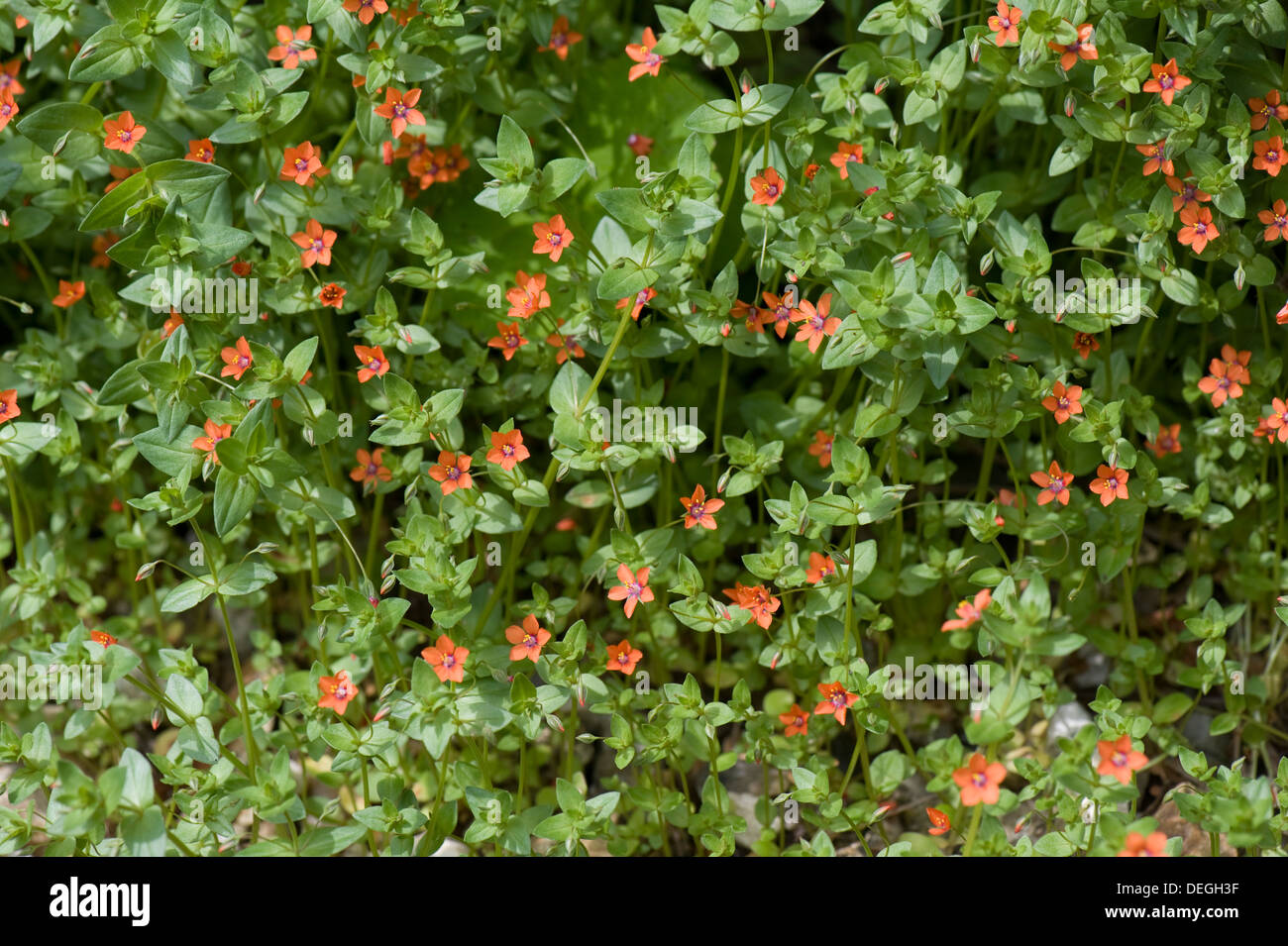 Scarlet pimpernel, Anagallis arvensis, plants in flower Stock Photo