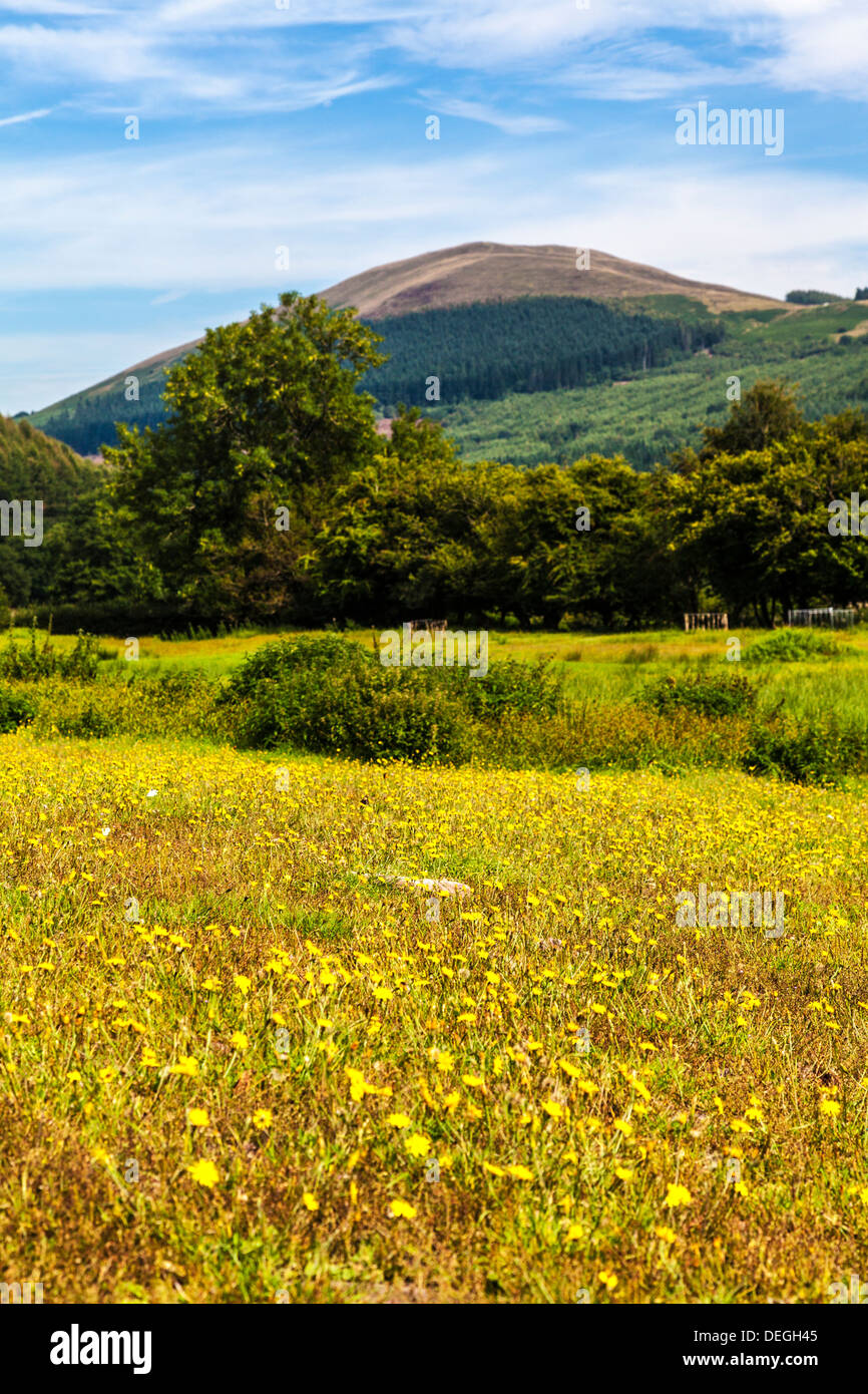 A field of wildflowers in the Brecon Beacons near the Talybont Reservoir. Stock Photo