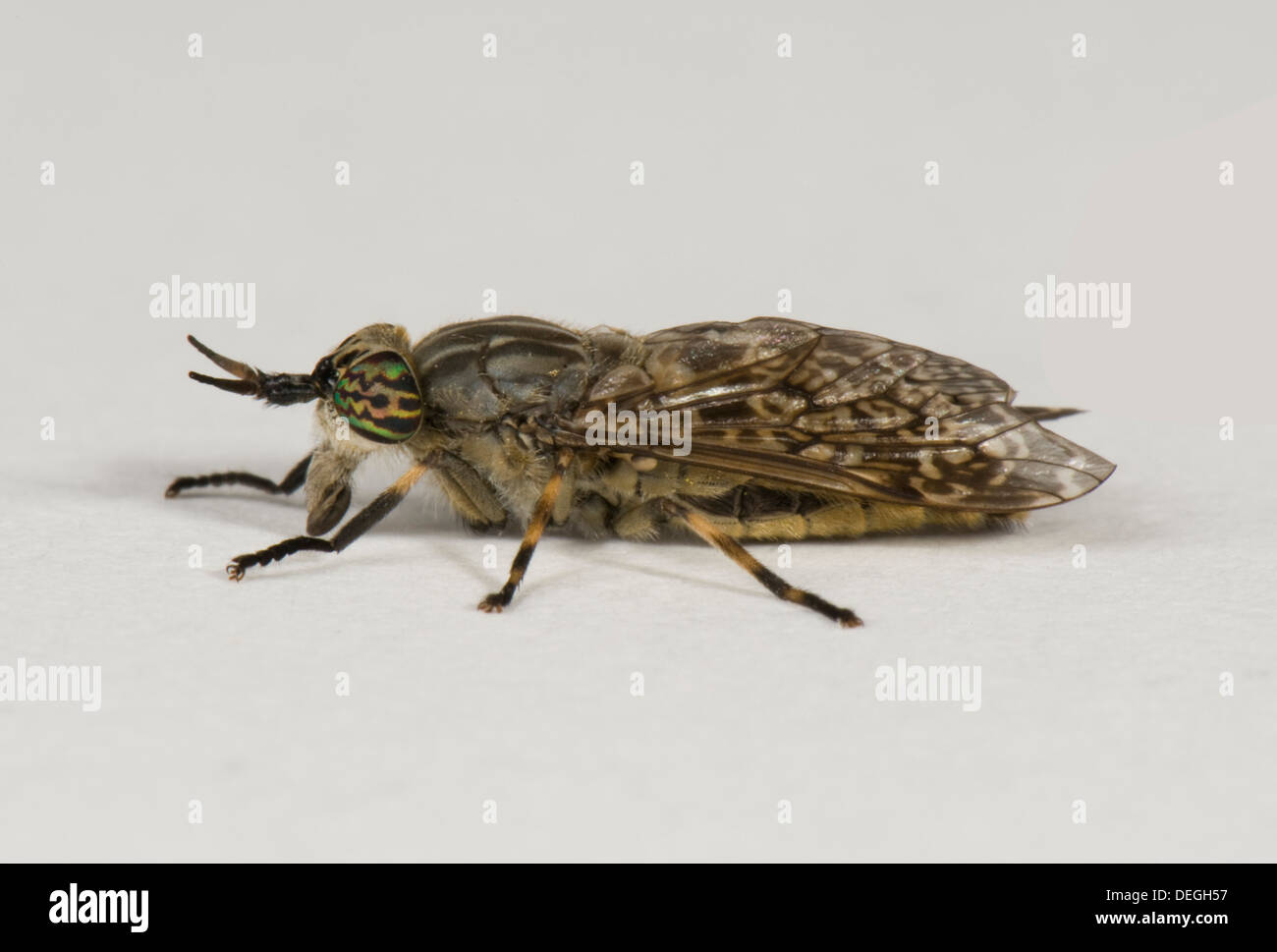 Horsefly cleg hires stock photography and images Alamy