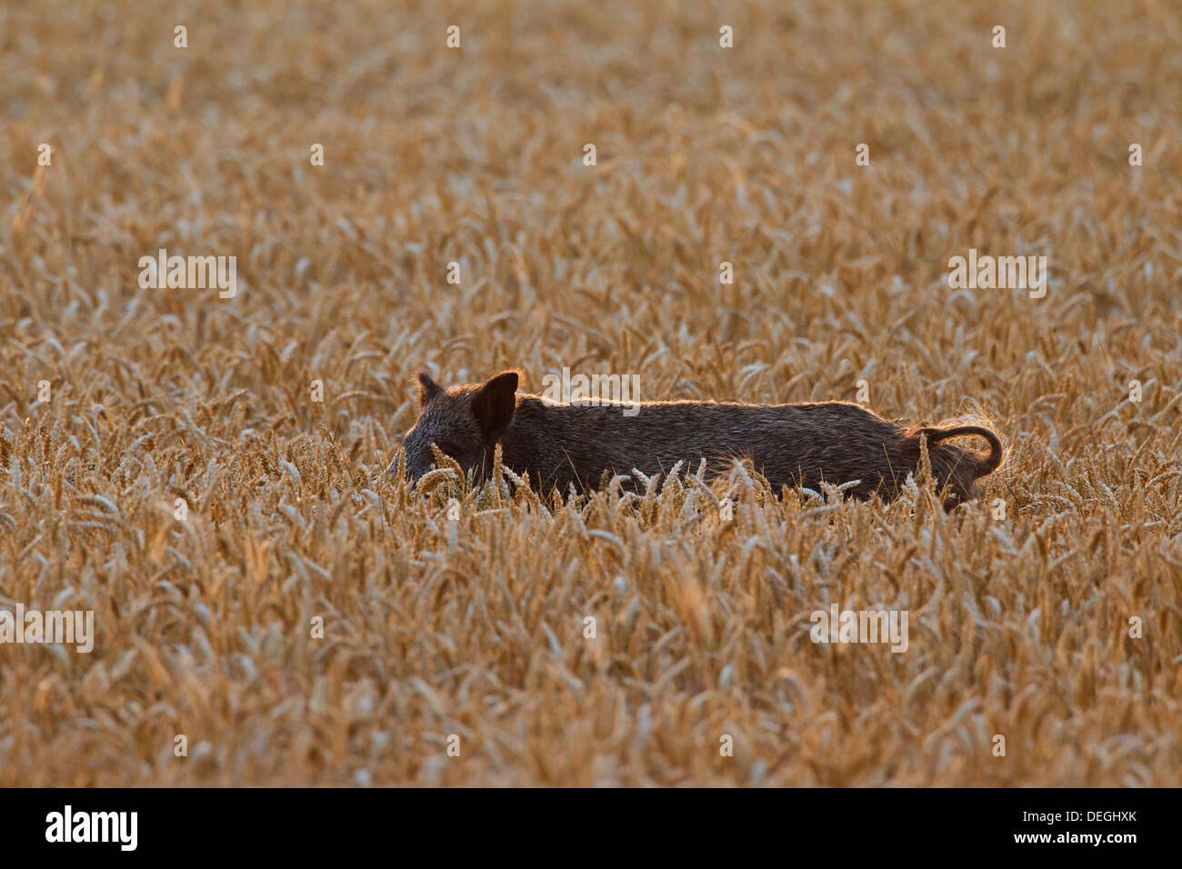 Nuisance by wild boar (Sus scrofa) trampling crop by foraging in cornfield on farmland at dusk Stock Photo