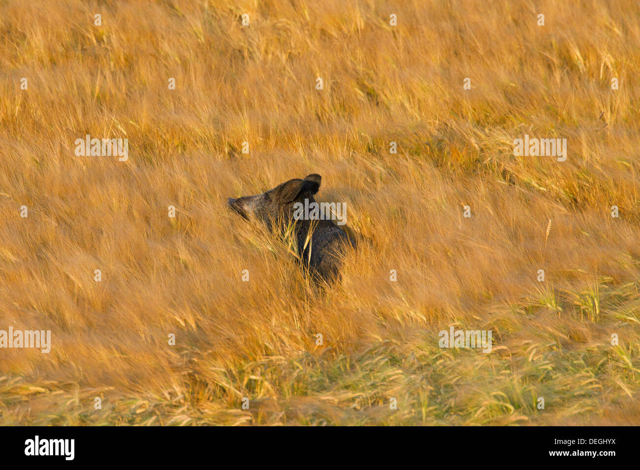 Nuisance by wild boar (Sus scrofa) trampling crop by foraging in cornfield on farmland Stock Photo
