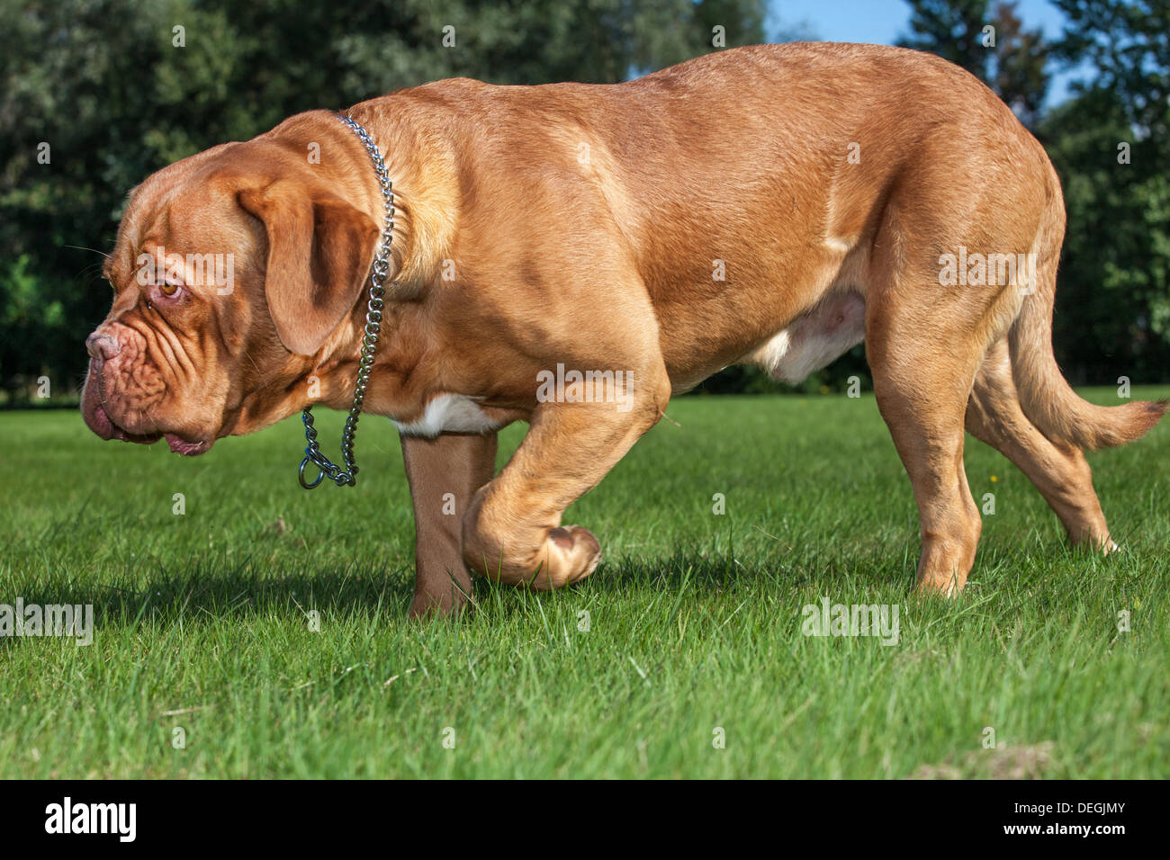Dogue De Bordeaux French Mastiff Bordeauxdog Dog In Garden Stock Dogue De Bordeaux French Mastiff Bordeauxdog Dog In Garden Stock