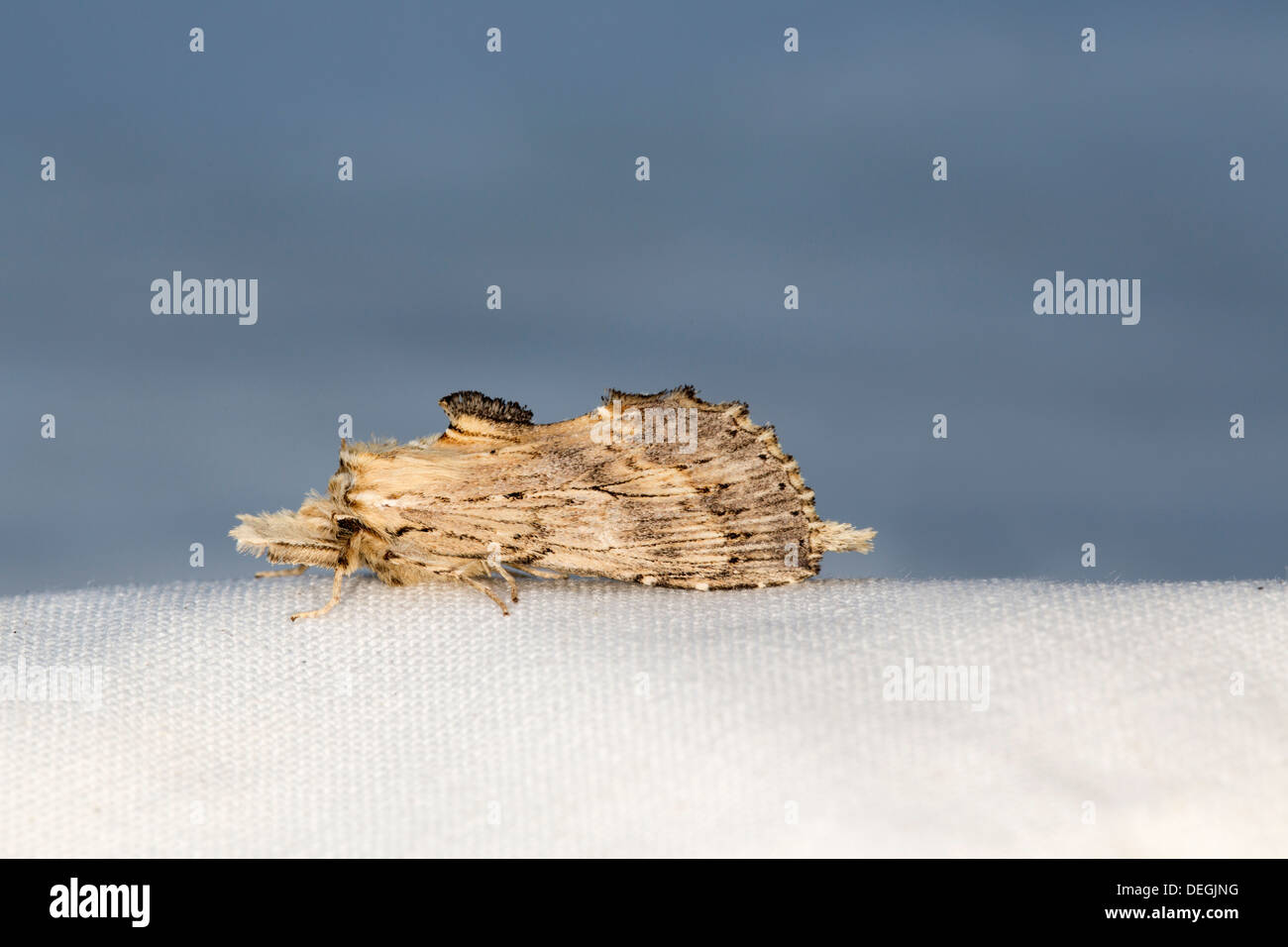 Pale Prominent Moth; Pterostoma palpina; Summer; UK Stock Photo
