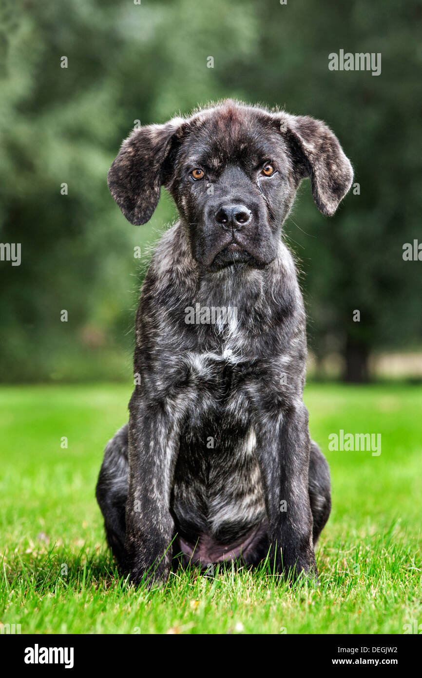 Crossbreed of Cane corso Italiano with Mastino napoletano / Neapolitan  Mastiff in garden Stock Photo - Alamy