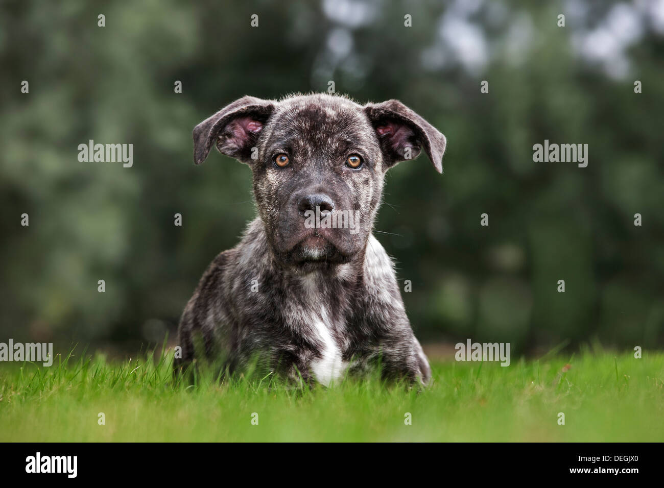 Crossbreed of Cane corso Italiano with Mastino napoletano / Neapolitan Mastiff in garden Stock Photo