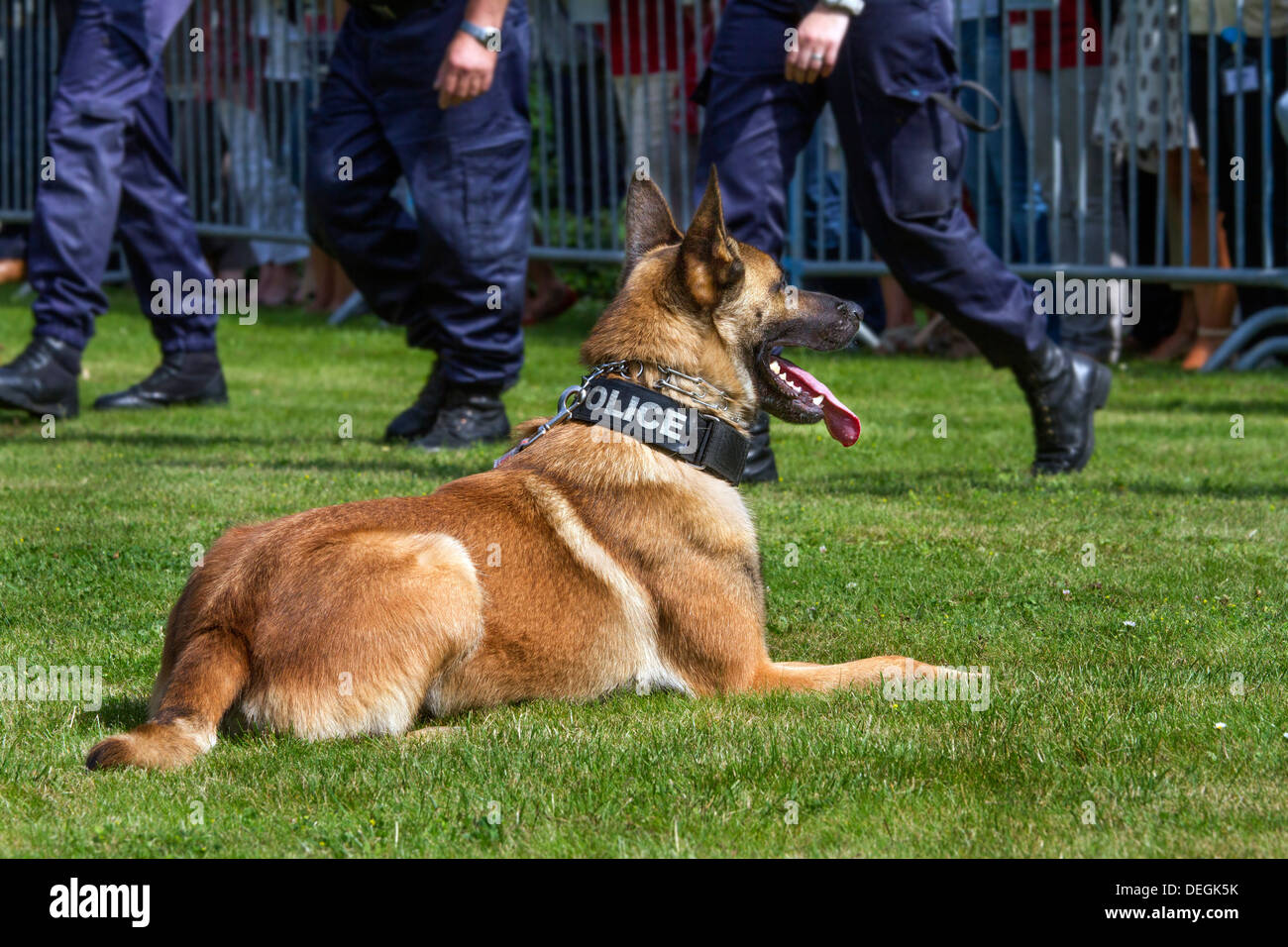 Belgian shepherd dog / Malinois working as police dog wearing collar Stock  Photo - Alamy