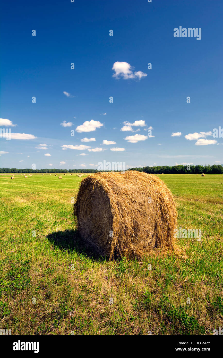 Hay bale in a field on a sunny day, midwest, USA Stock Photo