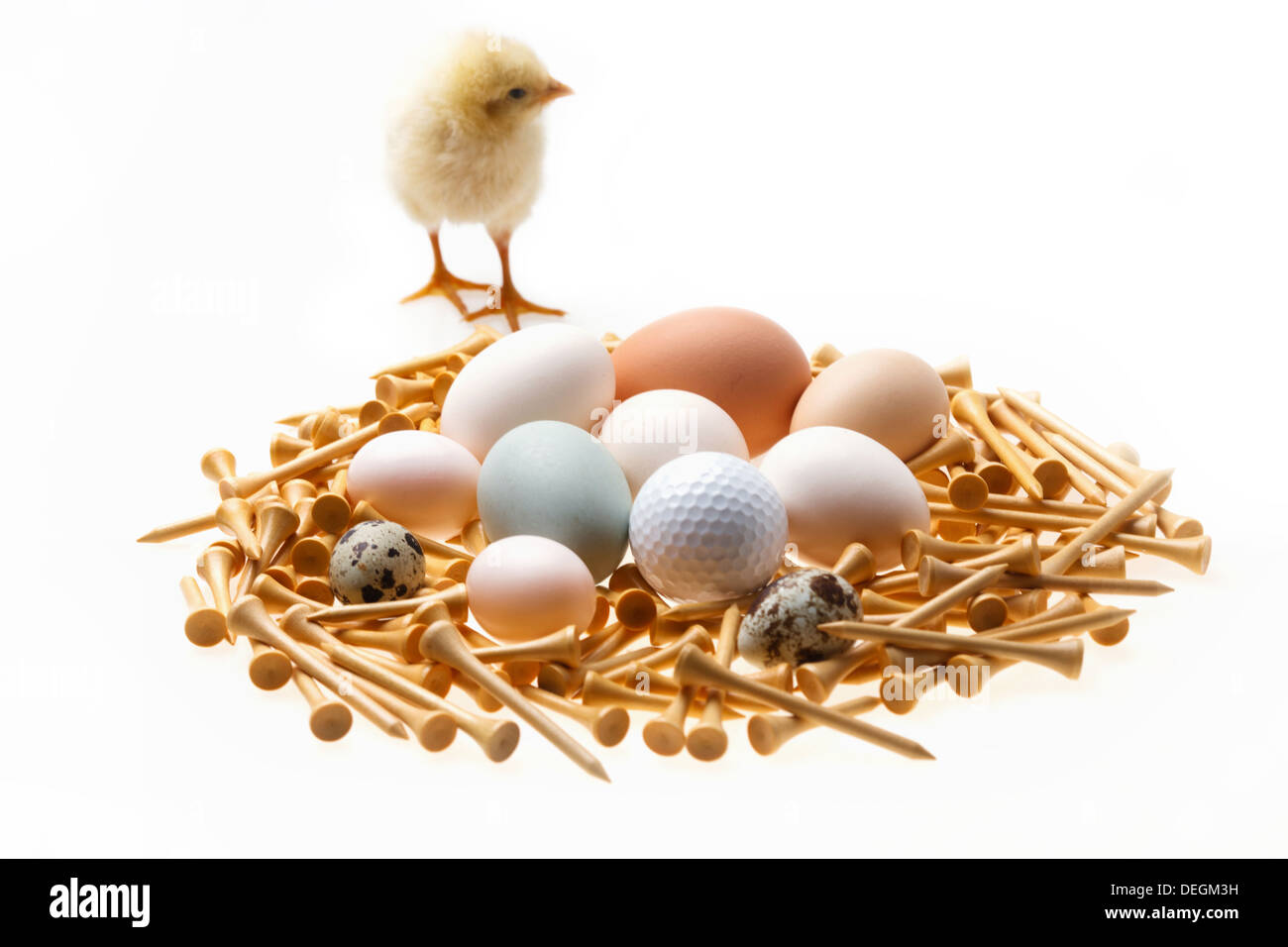 Fellow chick standing by eggs,golf ball and tees Stock Photo