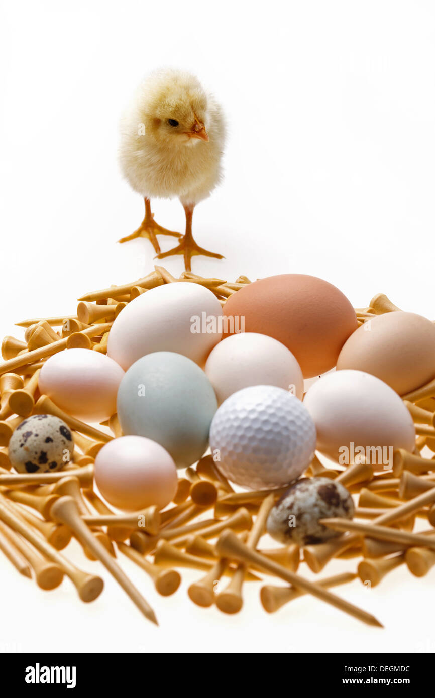 Fellow chick standing by eggs,golf ball and tees Stock Photo
