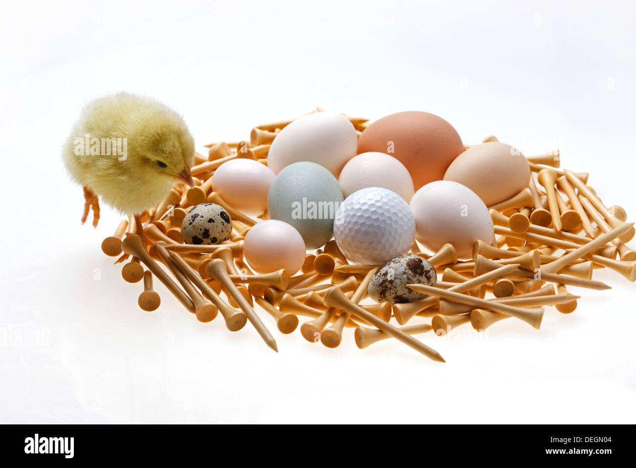 Fellow chick standing by golf tees and eggs Stock Photo