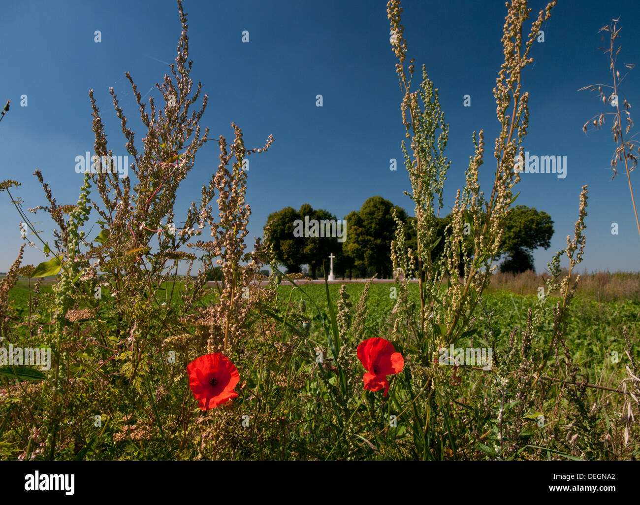 Poppies in Somme battlefield with British WWI war cemetery in background Stock Photo