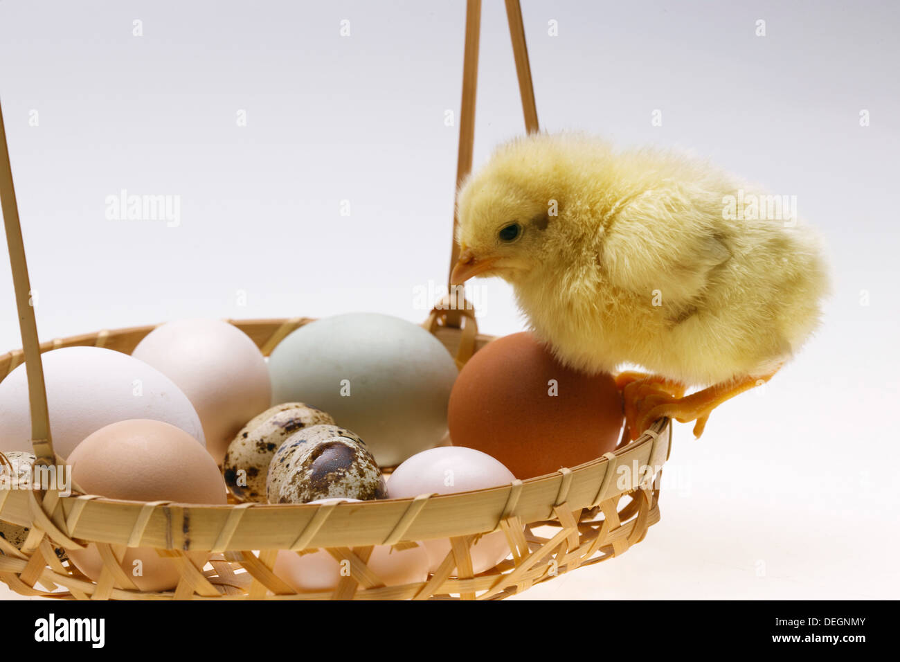 Fellow chick on a basket of eggs Stock Photo