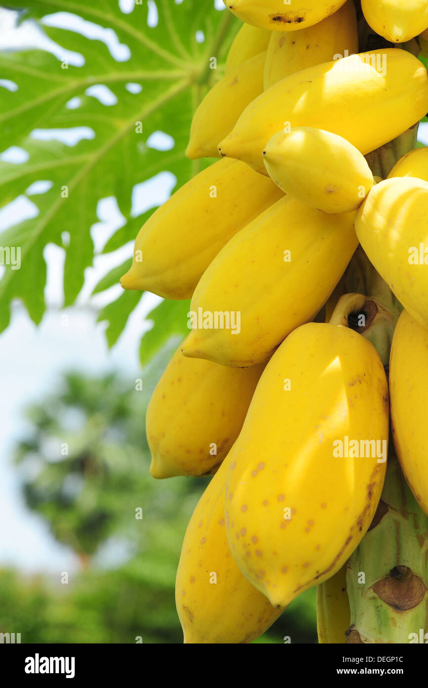 Pawpaw leaf hires stock photography and images Alamy