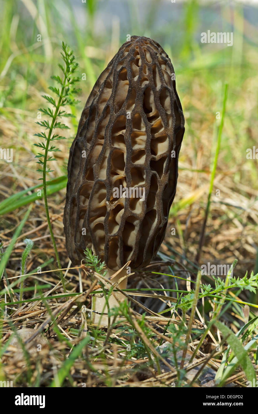 Black Morel (Morchella conica Stock Photo Alamy