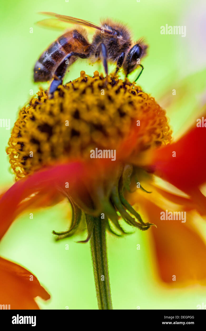 Bee collecting nectar pollen close hi-res stock photography and images ...