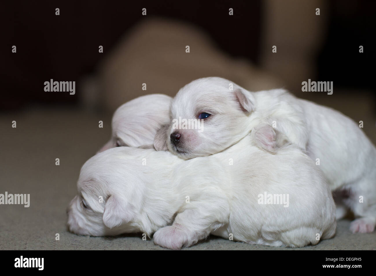 Cute maltese puppy lost maltese puppy dog adorable hi res stock