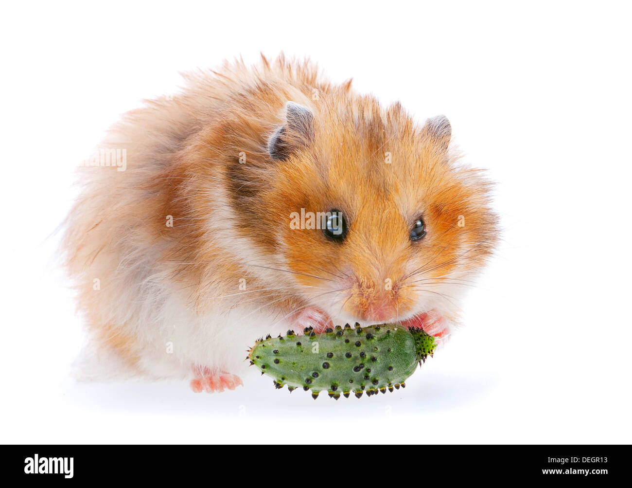 Hamster isolated on white eating cucumber Stock Photo