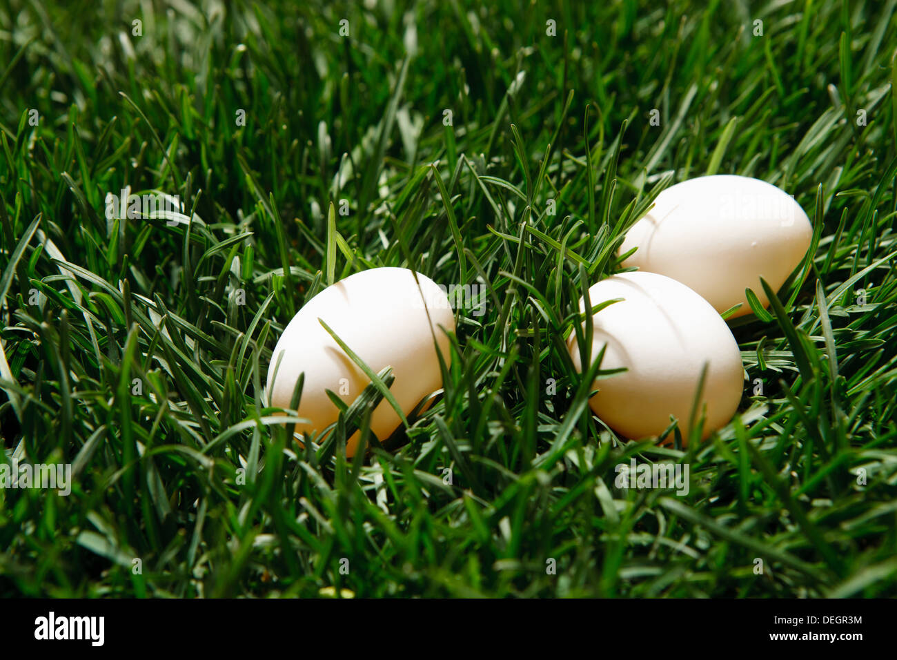Eggs on lawn Stock Photo Alamy