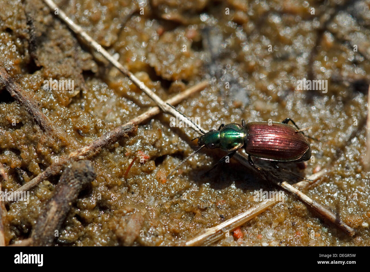 Agonum sexpunctatum a wet-loving, peatland species of ground beetle Stock Photo