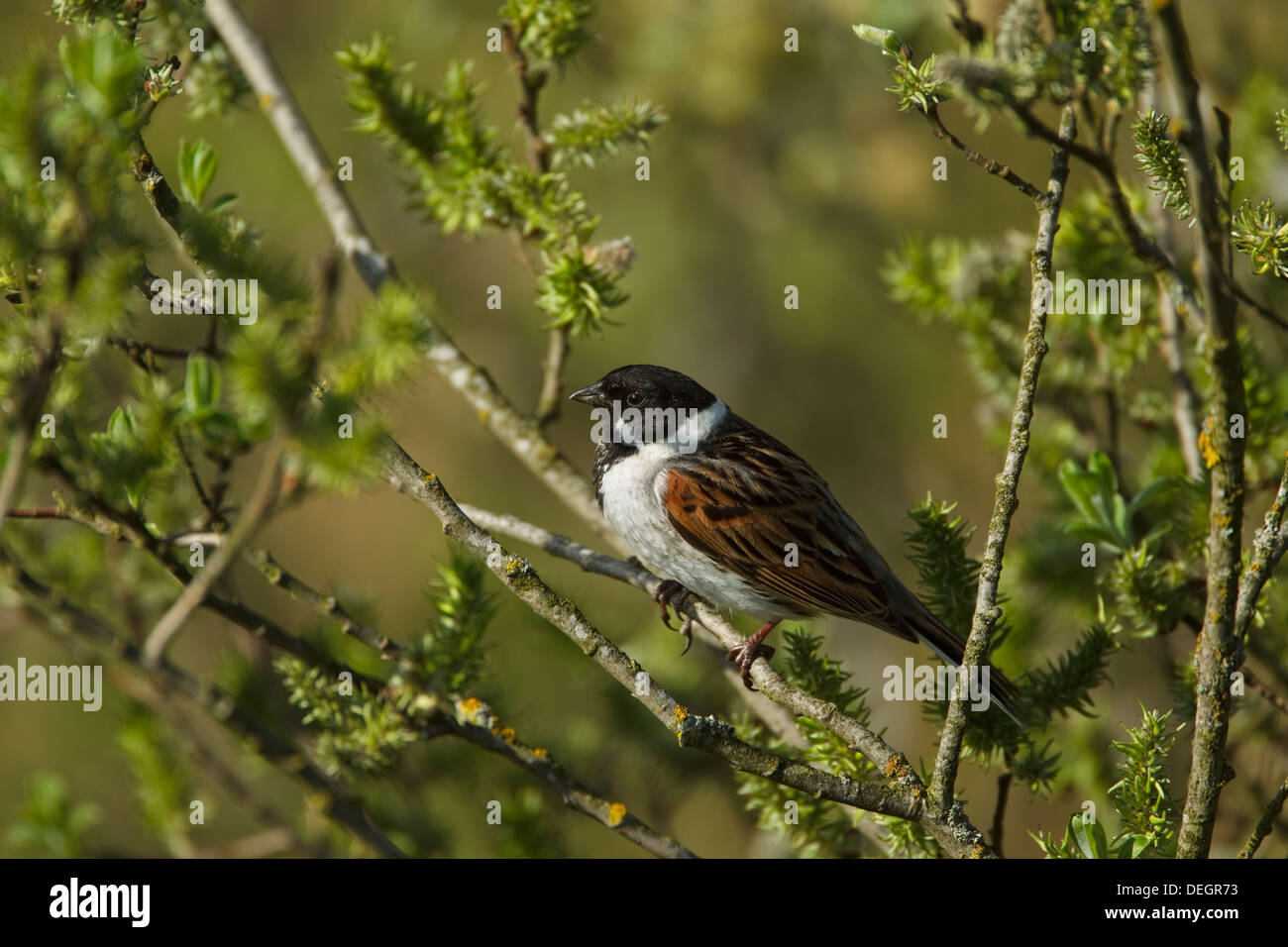 Reed Bunting (Emberiza schoeniclus) perching in a tree Stock Photo