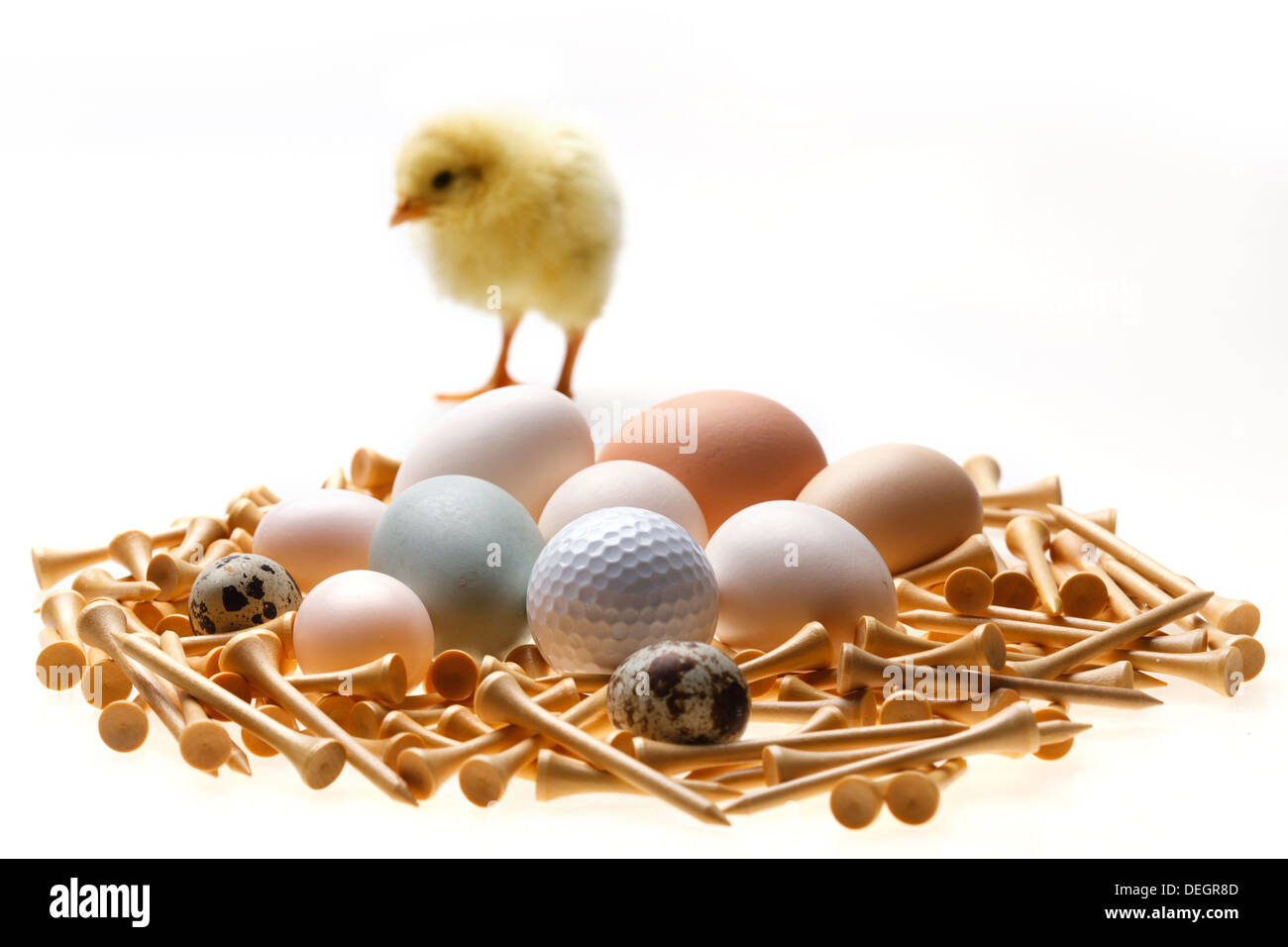 Fellow chick standing on eggs,golf ball and tees Stock Photo