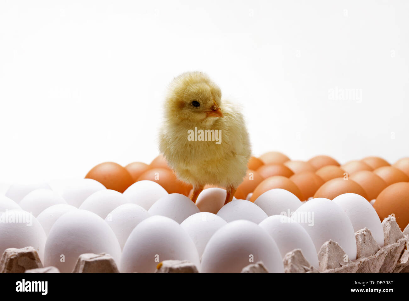 Fellow chick standing on eggs Stock Photo