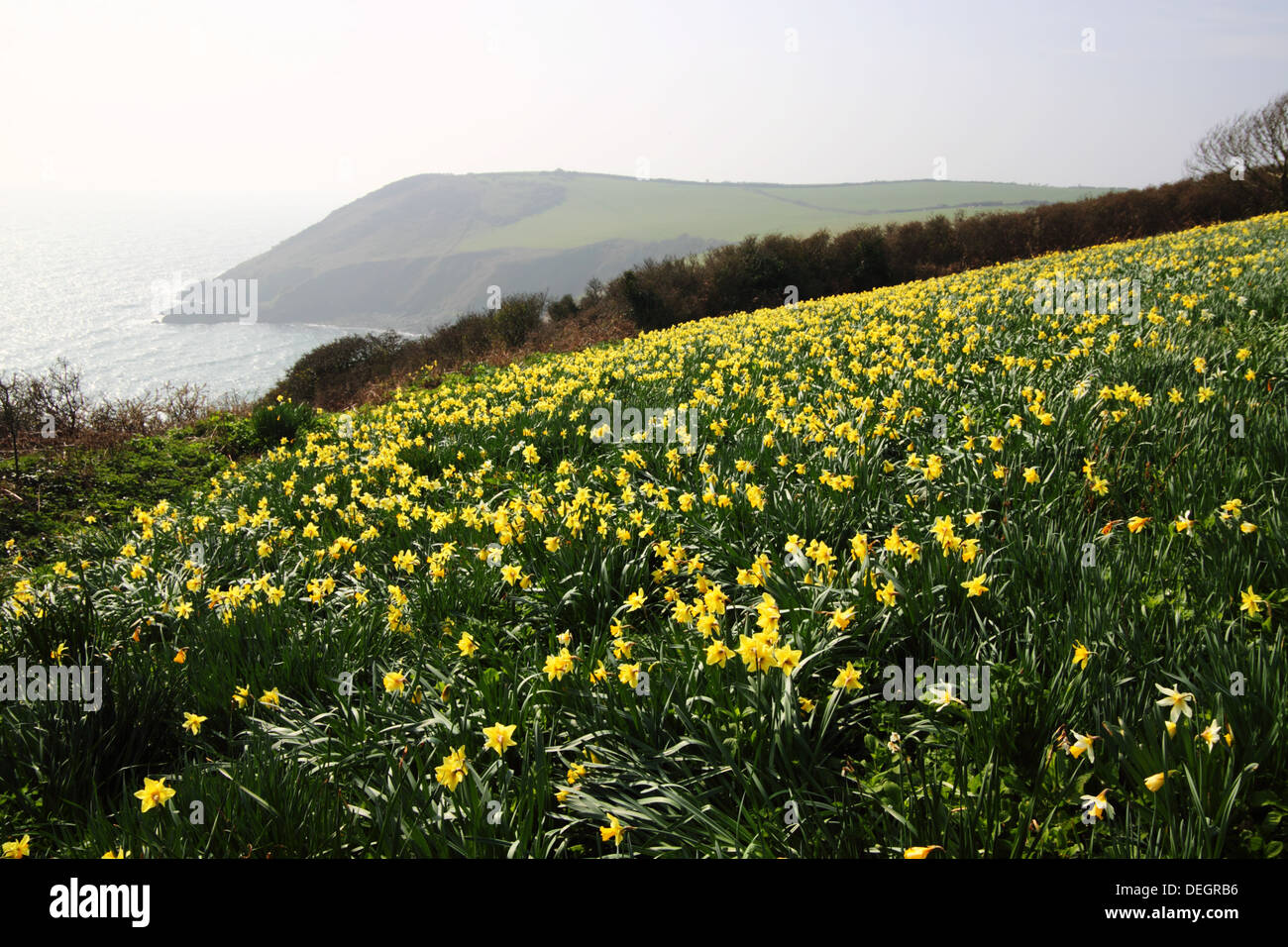 Daffodils grow by the sea in Cornwall Stock Photo Alamy