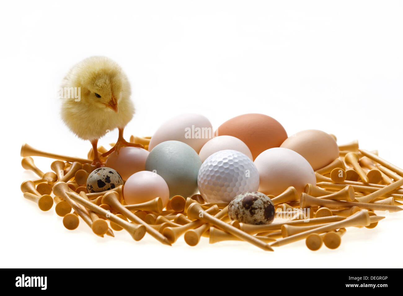 Fellow chick standing on eggs and golf ball Stock Photo
