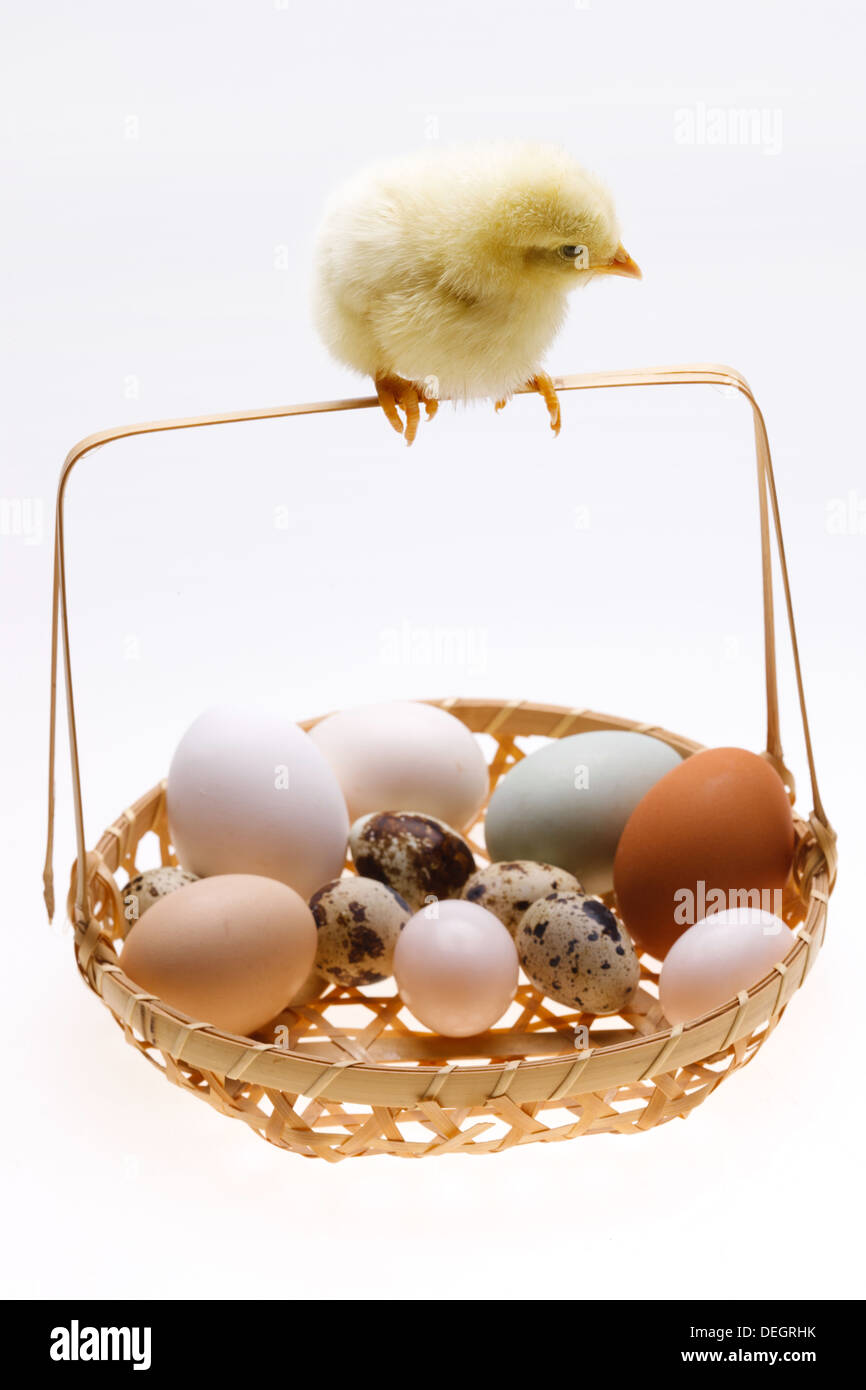 Fellow chick standing on a basket of eggs Stock Photo