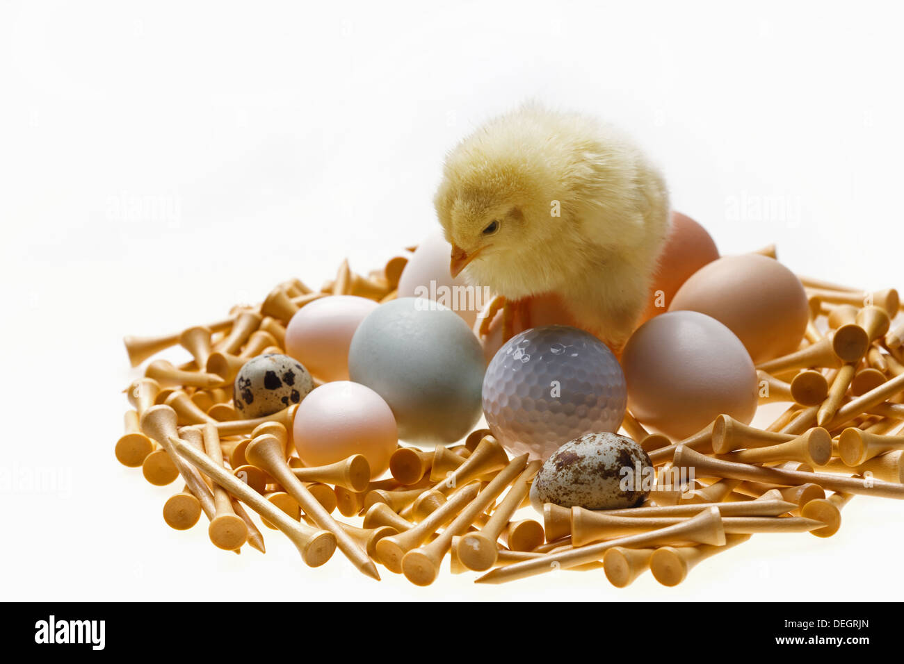 Fellow chick standing on eggs,golf ball and tees Stock Photo