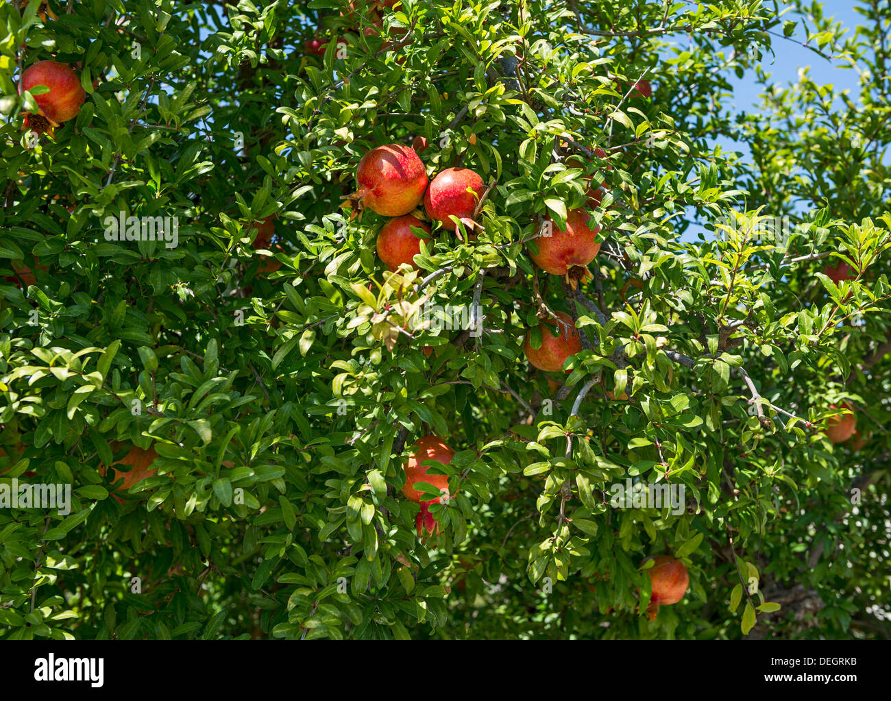 Red and ripe pomegranate, Punica granatum hanging from a tree. Stock Photo